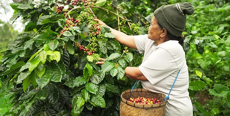 Image_of_smallholder_farmers