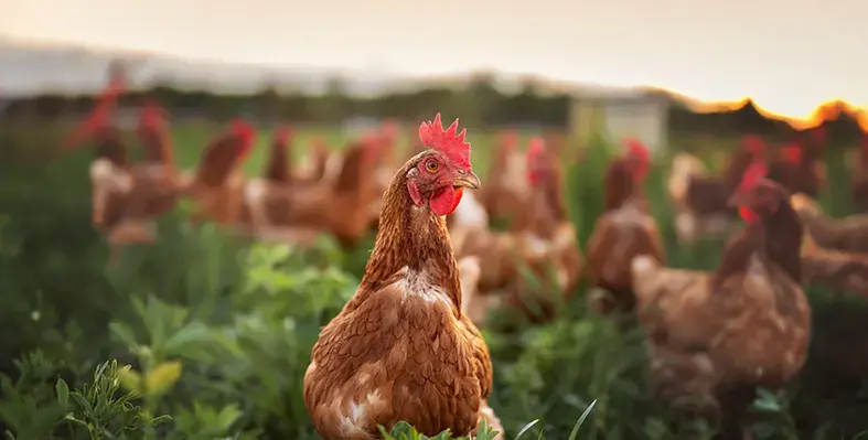 Poultry_chick_on_a_farm