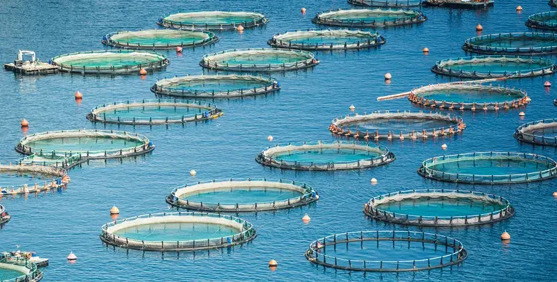Image_of_fish_farming