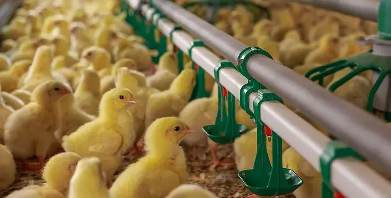 Image_of_yellow_chicks