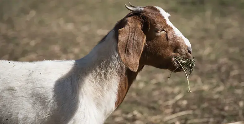 goat_eating_livestock_feed_Libya_TIKA