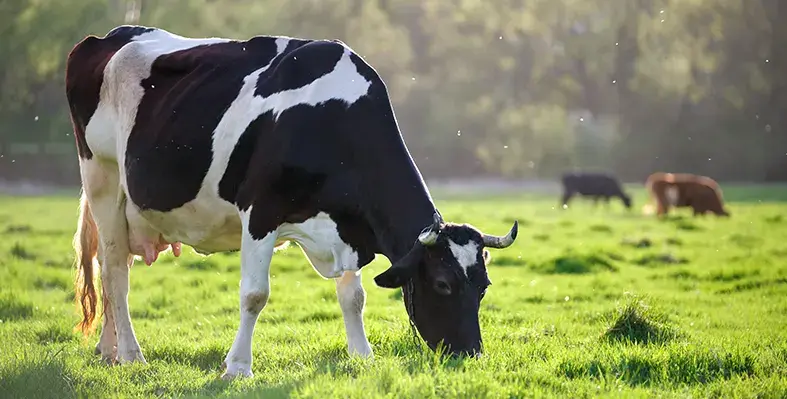 Image_of_cattle_feeding