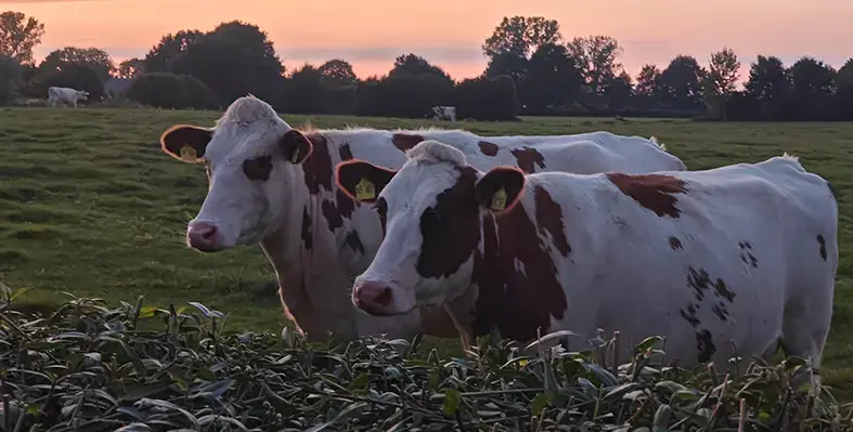 Image_of_dairy_cattle 
