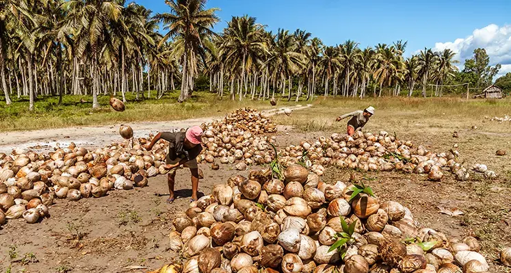 FAO_Lagos_boost_coconut_investment