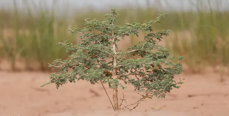 image_shows_celulose_extraction_from_new_horizontal_nozzle-pressurised_spinning_technology