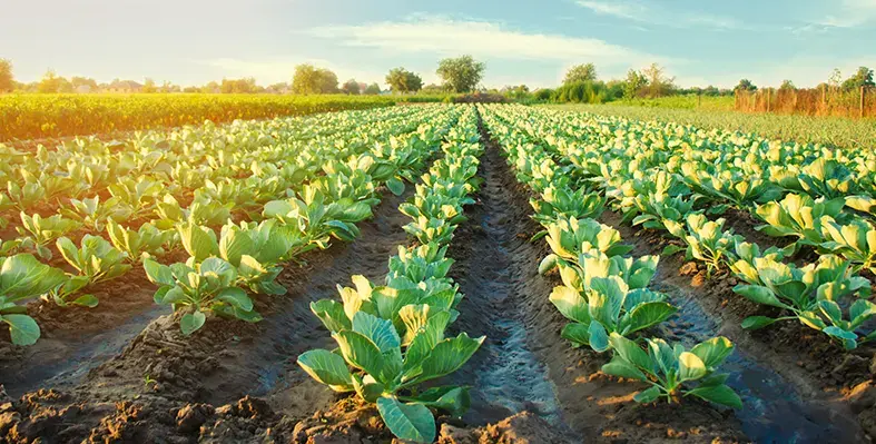 image_shows_a_field_indicating_Biome_Markers_achieving_its_recent_industry_milestone