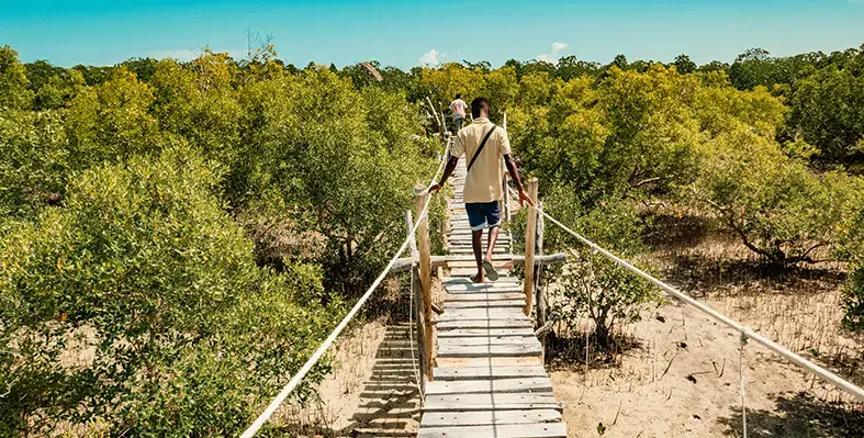 Kenya's_mangrove_restoration
