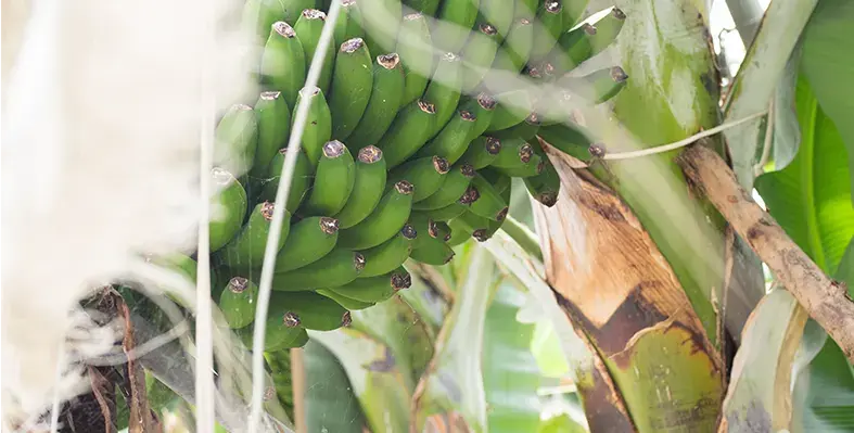Banana_top_virus