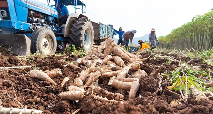 Cassava_production_secures
