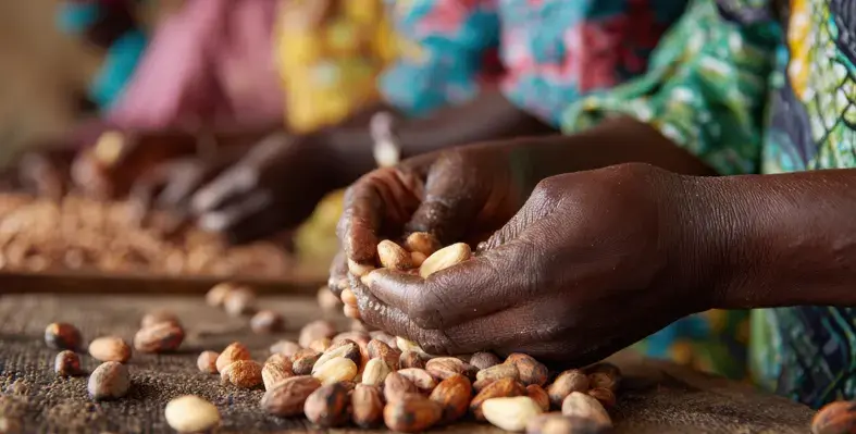 Shea_fruit_cultivation