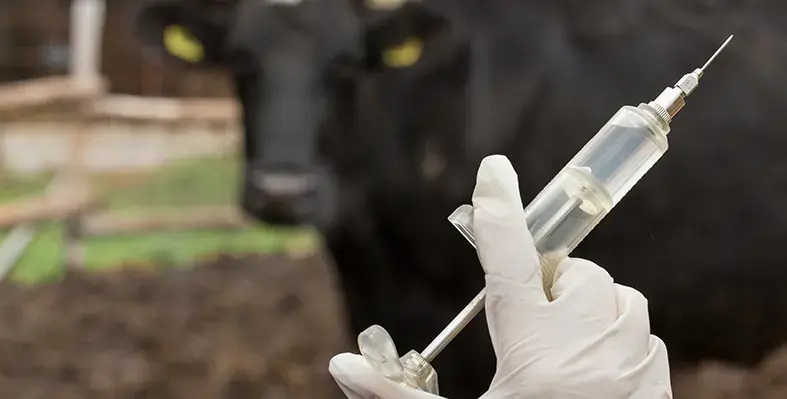 Image_of_BAC4RumA_project