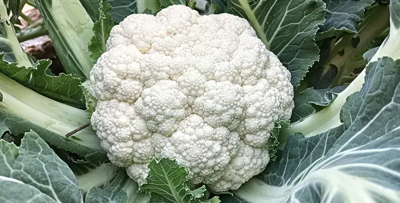 Image_of_cauliflower