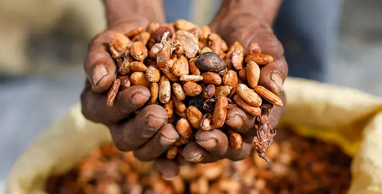 Image_of_cocoa