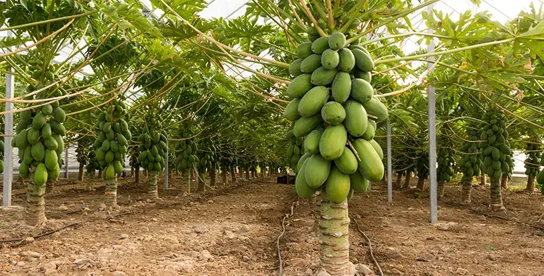 Image_of_papaya_mealybug