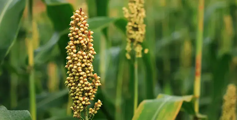 Image_of_sorghum