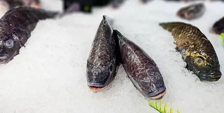 Image_of_aquaculture