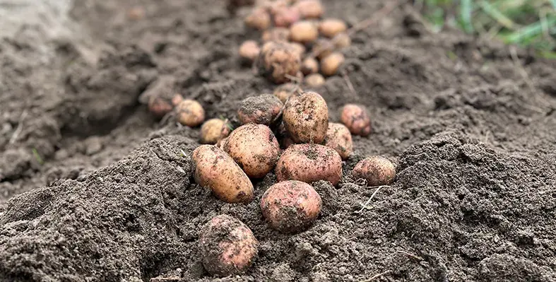 Image_of_potatovarieties