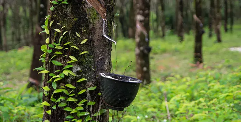 Image_of_rubber_farming