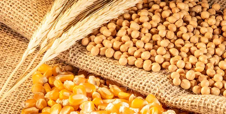 Image_of_soya&corn