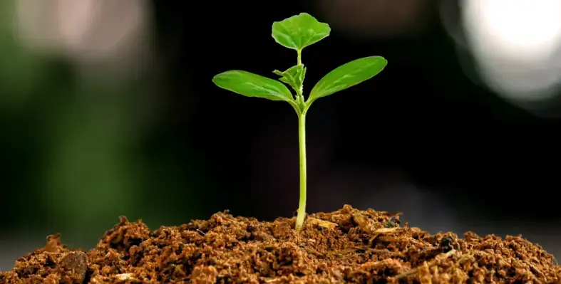 A plant emerging from soil