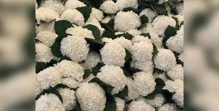 Image_of_global_floral_supply