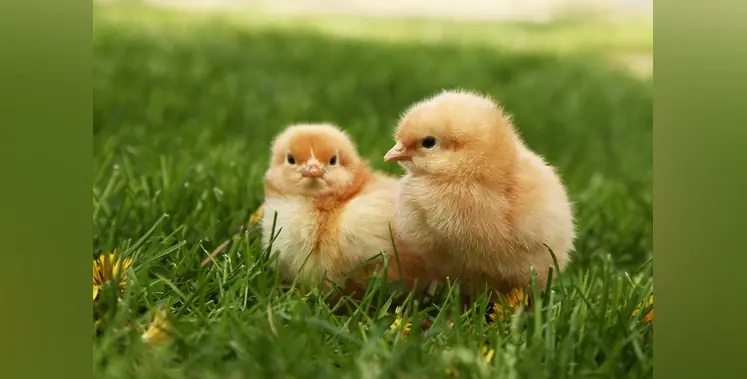 Image_of_breed_of_chicks 