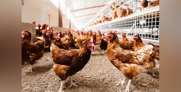 Image_of_chicken_house