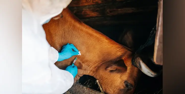 Image_of_bovine_vaccination 