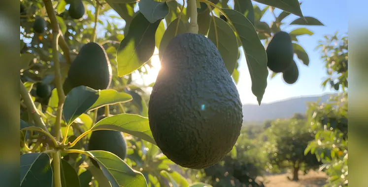 Image_of_avocado