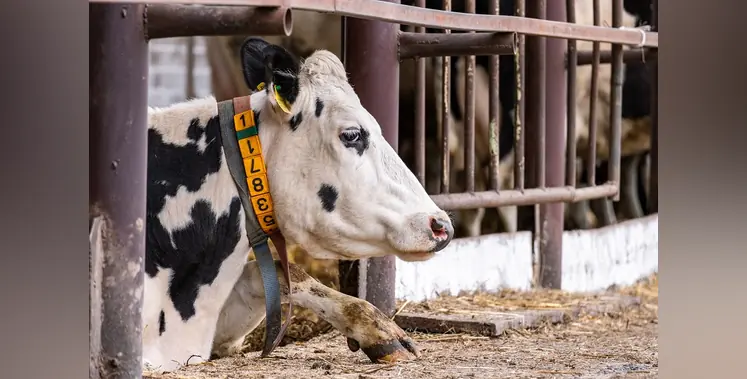Image_of_livestock 