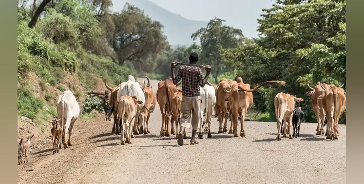 Image_of_scaling_livestock