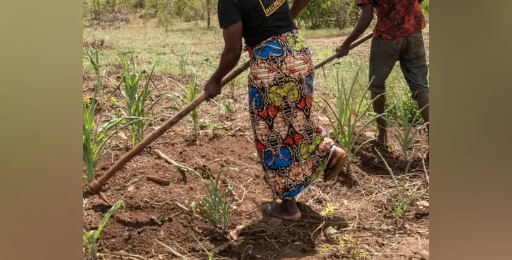 Fertiliser_South_African