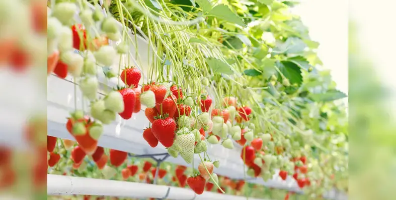 Bayer_innovative_strawberry_variety