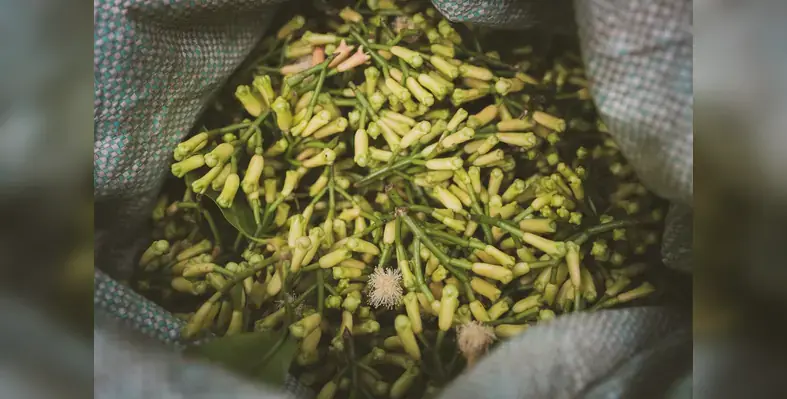 clove_farming