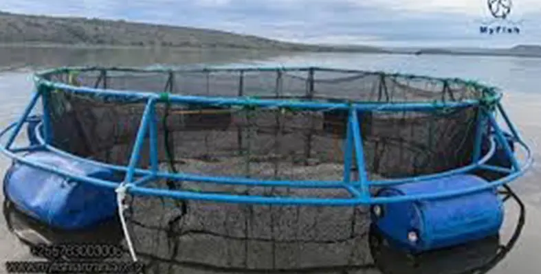 Fish_cage_farming