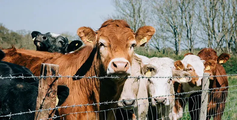  Foot_and_Mouth_Disease