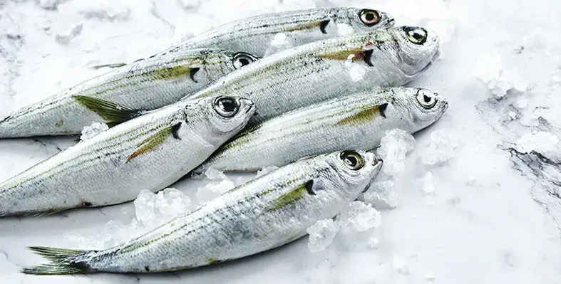 frozen_sardines