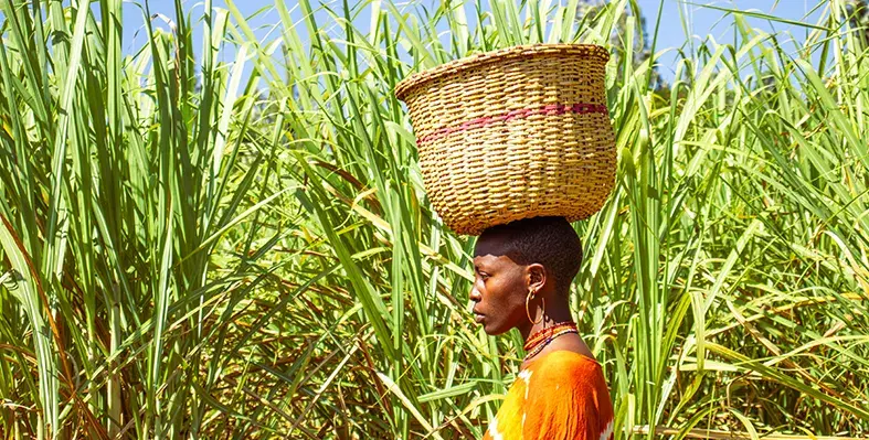 sugarcane_cultivation