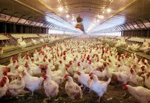 image_shows_chicken_suffering_from_mycoplasma_bacteria