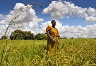 image_shows_woman_in_field_signifying_WHEAT_project_that_aims_to_revolutionise_drug_manufacturing