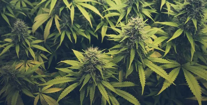 cannabis plants 