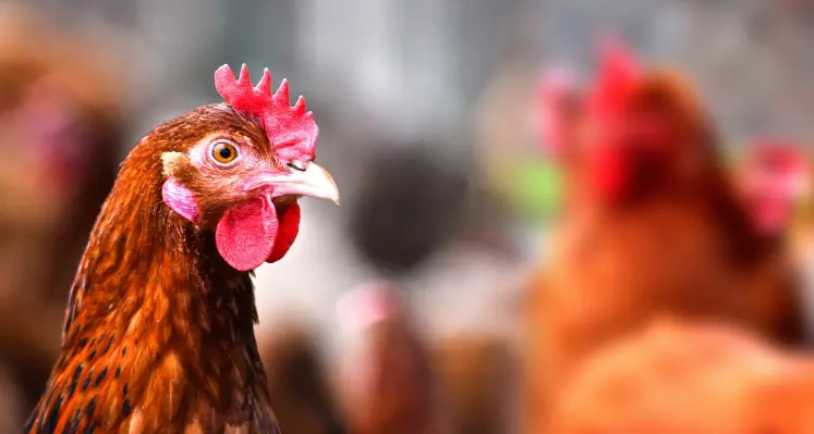Chickens on poultry farm