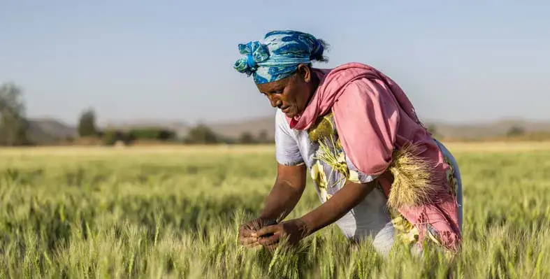 A smallholder farmer in Ethiopia 