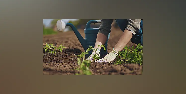 Tomato_harvesting