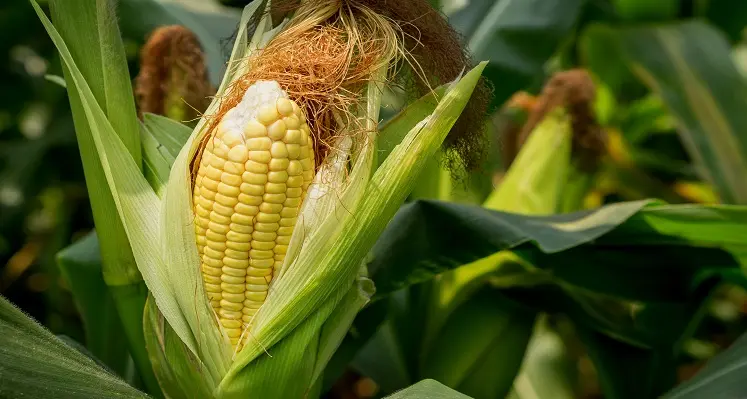 Maize crop