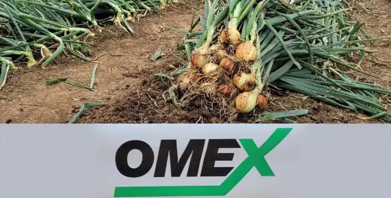 bulb onion crop in a field 