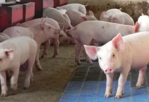 image_shows_healthy_pigs_in_a_barn_indicating_optimised_feed_composition_allowance_with_SowModel