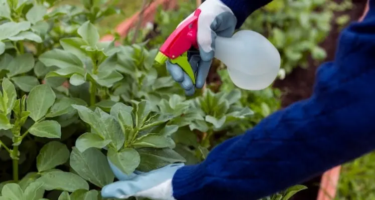 Foliar fertiliser being sprayed on plants 