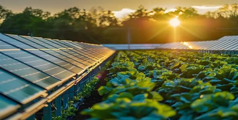 Solar panels in farm 