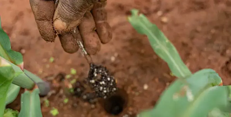 fertiliser being applied to soil 